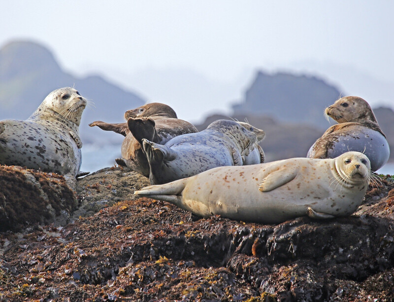 Stock photo of a loggerhead turtle